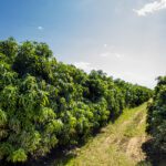 Aldeir / Pereira e Silva Agrícola (Sítio Aroeiras)