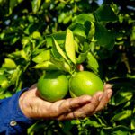 Fotografia de Agricultura-Pecuaria