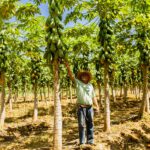 Michel Cosme (Frutan Frutas Tropicais do Nordeste)