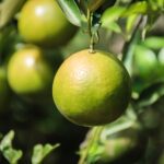 fa50b65-182001-vecteezy_closeup-of-satsumas-bang-mot-tangerine-ripening-on-tree_14629240_856-2